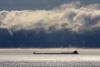 Ore Boat on Lake Superior.  Photo by Travis Novitsky